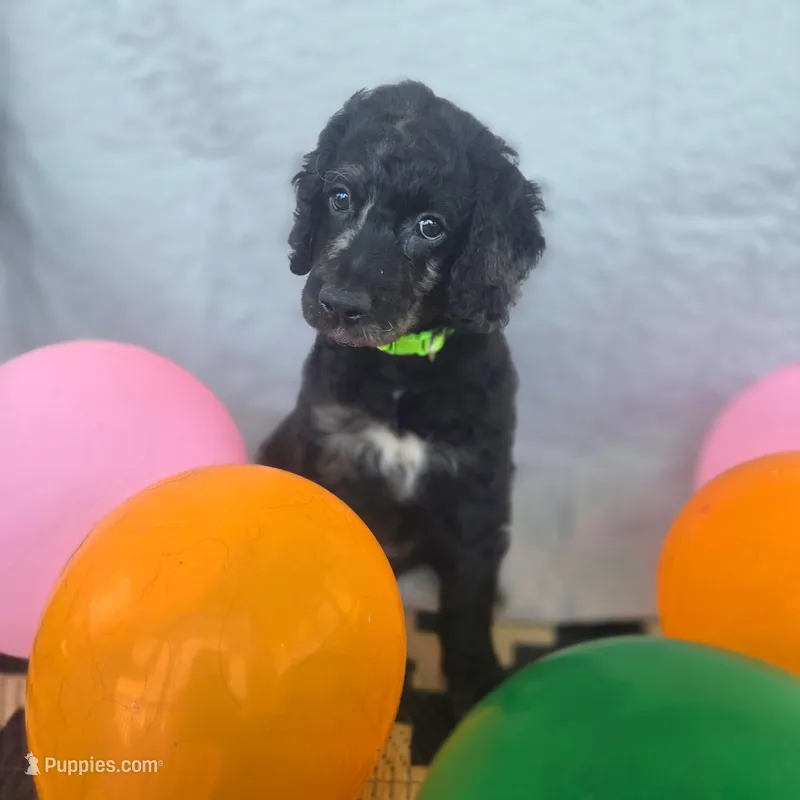 Ivy – Goldendoodle puppy for sale in Benson, NC