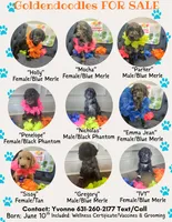 Mocha , a female Goldendoodle for sale in Benson, NC – 2 of 5