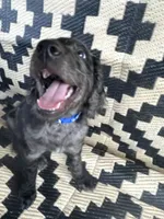 Parker , a male Goldendoodle for sale in Benson, NC – 7 of 9