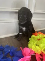 Holly, a female Goldendoodle for sale in Benson, NC – 4 of 5