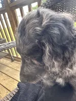 Parker , a male Goldendoodle for sale in Benson, NC – 5 of 9