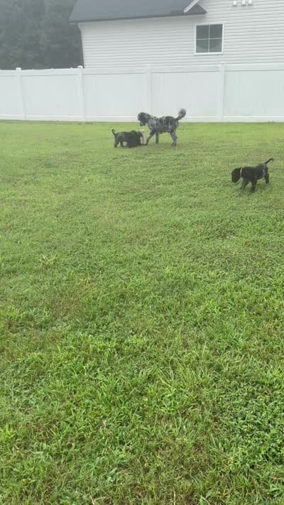 Parker , a male Goldendoodle for sale in Benson, NC – 9 of 9