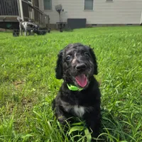Ivy, a female Goldendoodle for sale in Benson, NC – 2 of 4