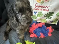 Mocha , a female Goldendoodle for sale in Benson, NC – 5 of 5