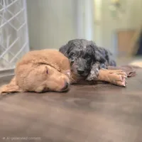 Parker , a male Goldendoodle for sale in Benson, NC – 4 of 9