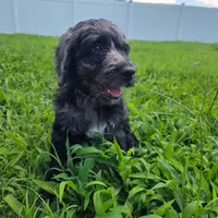 Nick , a male Goldendoodle for sale in Benson, NC – 3 of 6