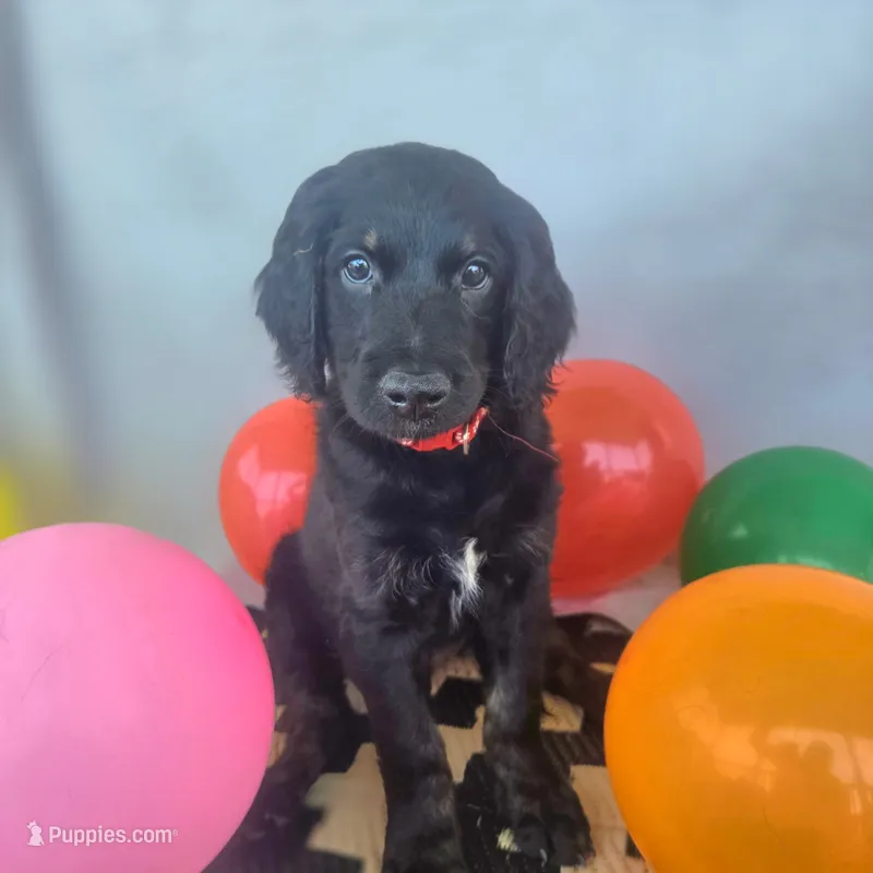 Holly – Goldendoodle puppy for sale in Benson, NC