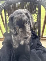 Parker , a male Goldendoodle for sale in Benson, NC – 2 of 9