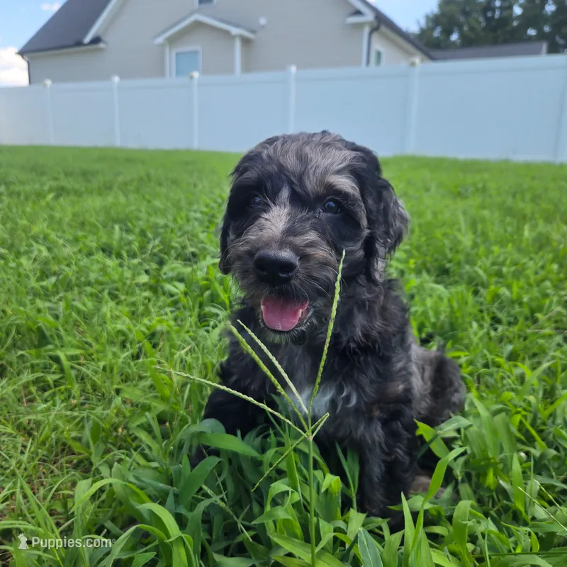 Nick  – Goldendoodle puppy for sale in Benson, NC