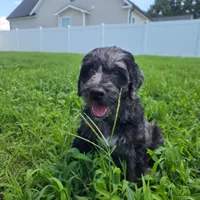 Nick , a male Goldendoodle for sale in Benson, NC – 1 of 6