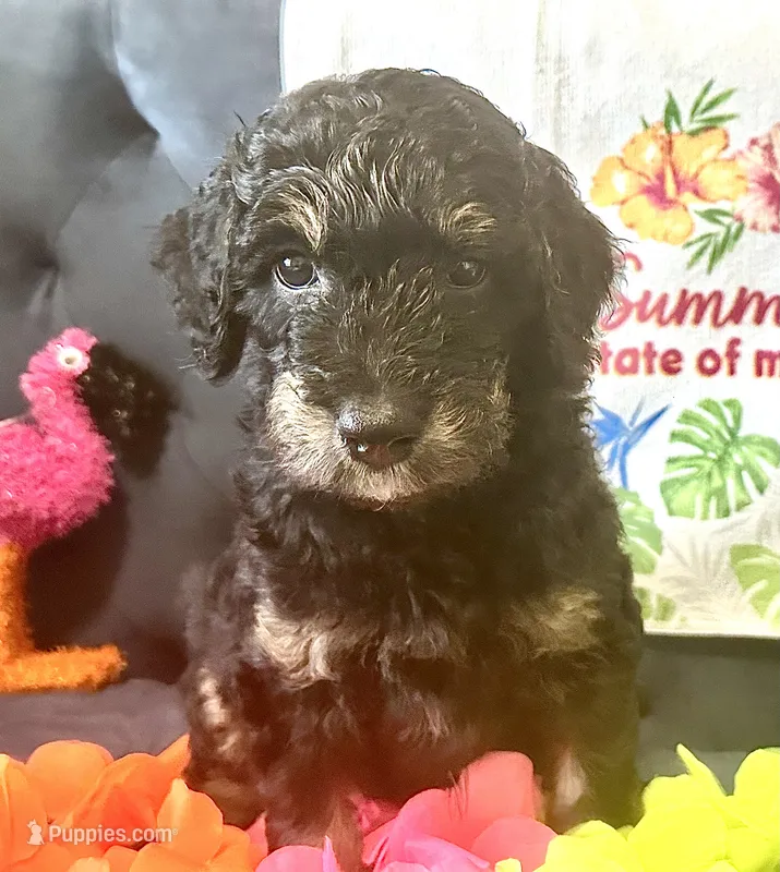 Penelope  – Goldendoodle puppy for sale in Benson, NC