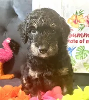Penelope , a female Goldendoodle for sale in Benson, NC – 1 of 4