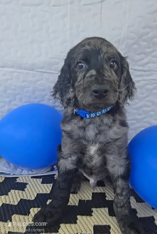 Parker  – Goldendoodle puppy for sale in Benson, NC