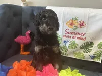 Penelope , a female Goldendoodle for sale in Benson, NC – 2 of 4