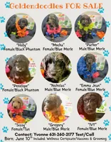 Mocha , a female Goldendoodle for sale in Benson, NC – 1 of 5