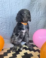 Mocha , a female Goldendoodle for sale in Benson, NC – 3 of 5