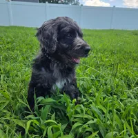 Nick , a male Goldendoodle for sale in Benson, NC – 4 of 6