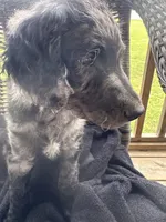 Parker , a male Goldendoodle for sale in Benson, NC – 8 of 9