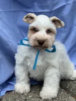 Frost, a male Miniature Schnauzer for sale in Milwaukee, WI – 3 of 3
