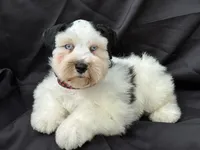 Dexter, a male Miniature Schnauzer for sale in Milwaukee, WI – 7 of 8