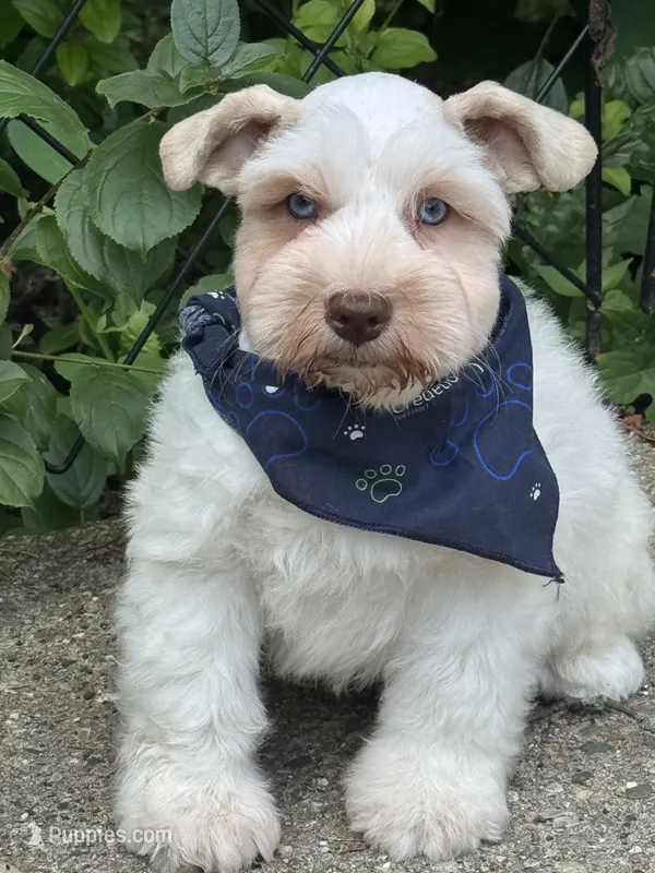 Frost – Miniature Schnauzer puppy for sale in Milwaukee, WI