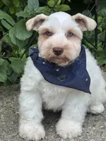 Frost, a male Miniature Schnauzer for sale in Milwaukee, WI – 1 of 3