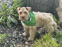 Estrella (Star), a female Miniature Schnauzer for sale in Milwaukee, WI – 6 of 8