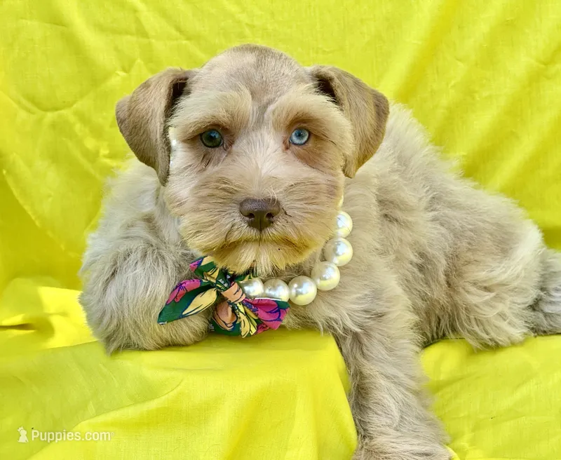 Estrella (Star) – Miniature Schnauzer puppy for sale in Milwaukee, WI