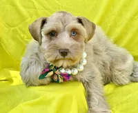 Estrella (Star), a female Miniature Schnauzer for sale in Milwaukee, WI – 1 of 8