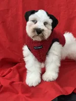 Dexter, a male Miniature Schnauzer for sale in Milwaukee, WI – 2 of 8