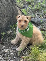 Estrella (Star), a female Miniature Schnauzer for sale in Milwaukee, WI – 4 of 8