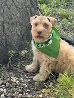 Estrella (Star), a female Miniature Schnauzer for sale in Milwaukee, WI – 7 of 8