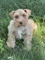 Estrella (Star), a female Miniature Schnauzer for sale in Milwaukee, WI – 3 of 8