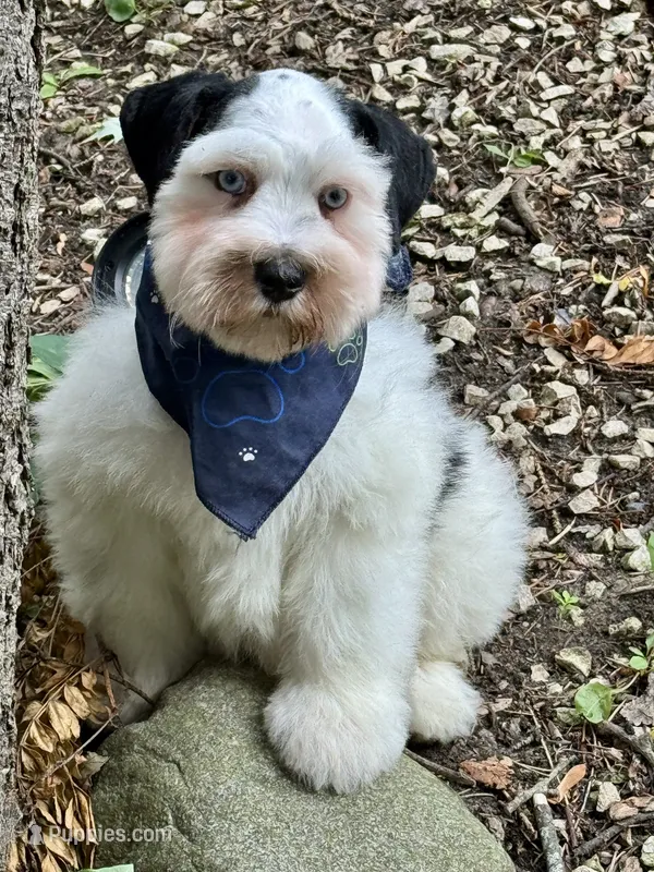 Dexter – Miniature Schnauzer puppy for sale in Milwaukee, WI