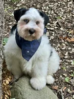 Dexter, a male Miniature Schnauzer for sale in Milwaukee, WI – 1 of 8