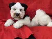 Dexter, a male Miniature Schnauzer for sale in Milwaukee, WI – 4 of 8