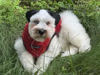Dexter, a male Miniature Schnauzer for sale in Milwaukee, WI – 6 of 8