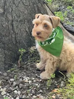 Estrella (Star), a female Miniature Schnauzer for sale in Milwaukee, WI – 8 of 8