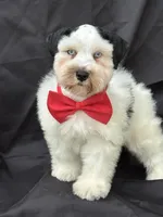Dexter, a male Miniature Schnauzer for sale in Milwaukee, WI – 3 of 8