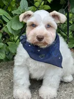 Frost, a male Miniature Schnauzer for sale in Milwaukee, WI – 2 of 3