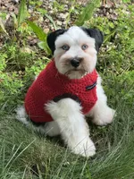 Dexter, a male Miniature Schnauzer for sale in Milwaukee, WI – 8 of 8