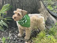Estrella (Star), a female Miniature Schnauzer for sale in Milwaukee, WI – 5 of 8