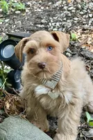 Estrella (Star), a female Miniature Schnauzer for sale in Milwaukee, WI – 2 of 8
