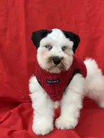 Dexter, a male Miniature Schnauzer for sale in Milwaukee, WI – 5 of 8