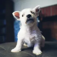 Olaf, a male West Highland White Terrier for sale in Gastonia, NC – 3 of 5