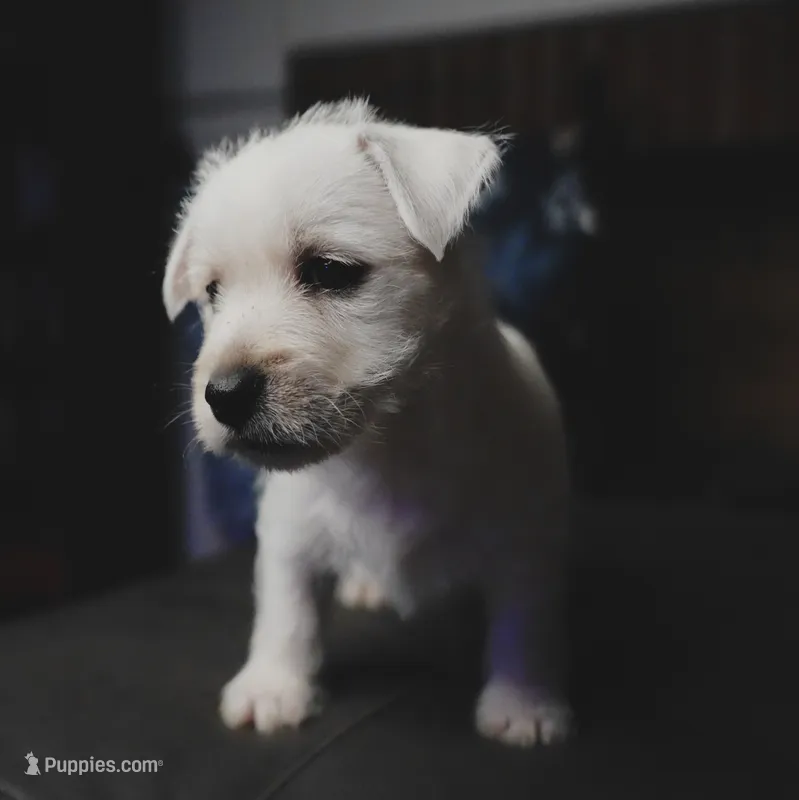 Samantha – West Highland White Terrier puppy for sale in Gastonia, NC