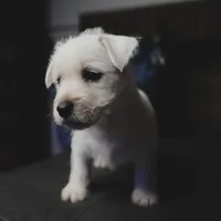 Samantha, a female West Highland White Terrier for sale in Gastonia, NC – 1 of 3
