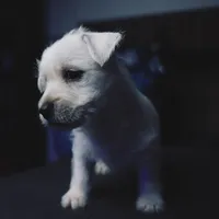 Samantha, a female West Highland White Terrier for sale in Gastonia, NC – 2 of 3
