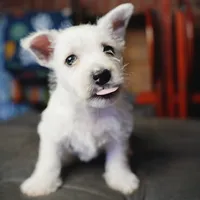 Olaf, a male West Highland White Terrier for sale in Gastonia, NC – 1 of 5