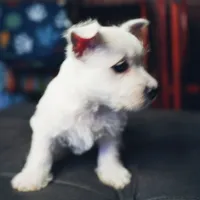 Olaf, a male West Highland White Terrier for sale in Gastonia, NC – 5 of 5